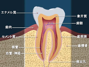 歯の構造